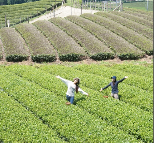 静岡・茶摘みの画像①