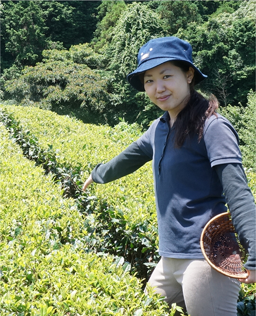 静岡・茶摘みの画像②