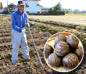 岐阜県関市の「円空さといも」