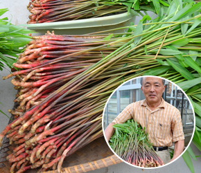 稲沢市の金時生姜