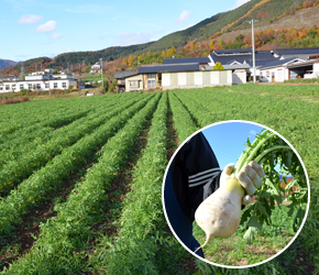 長野県坂城町の「ねずみ大根」