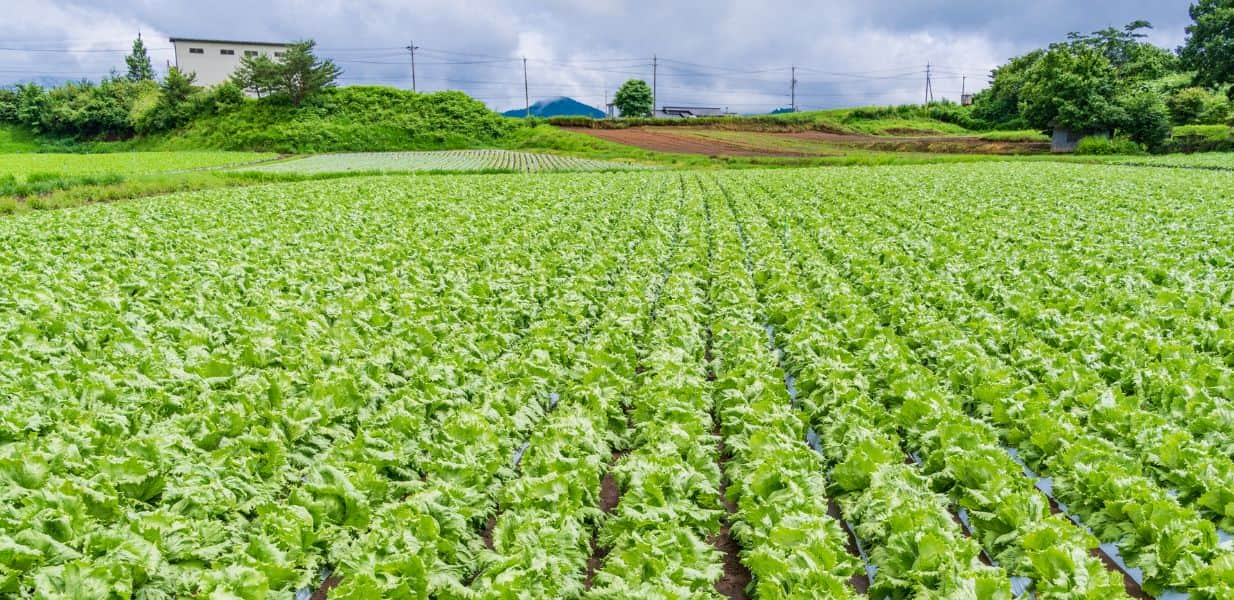 さまざまな新鮮野菜が手に入る