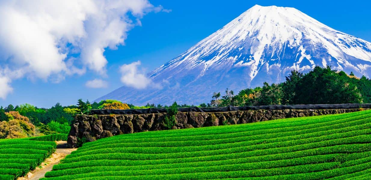 世界自然遺産の富士山と茶畑